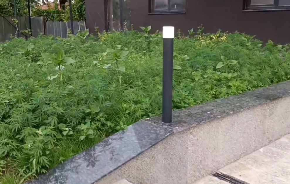 Софиянец снима тази градинка пред блок в ж.к. "Надежда" и мрежата пламна от коментари СНИМКИ