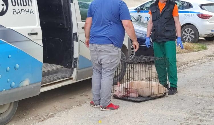 Питбулът-убиец е проливал кръв и преди, а мъртвата му стопанка...