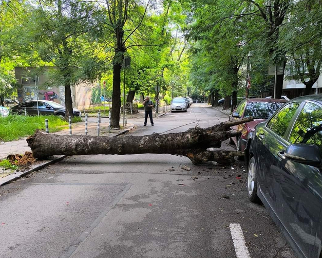 Огромно дърво едва не уби на пъпа на София СНИМКИ