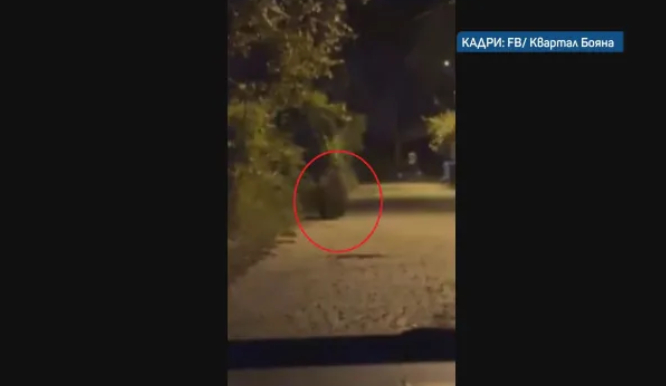 След като мечка нахлу в столичен квартал: В никакъв случай не правете това!
