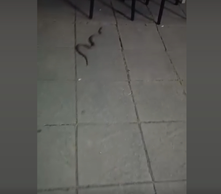 Необичаен "минувач" изпълзя от Общината и се разходи из центъра на Дупница, местните в ступор СНИМКИ 