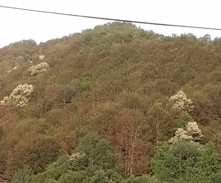Нещо страшно става с буковите гори в България, всички питат каква е причината СНИМКИ