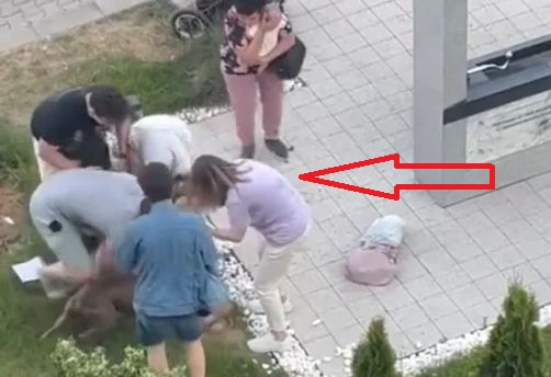 Смърт в София: Озверял питбул събори бебешка количка и... СНИМКИ 18+