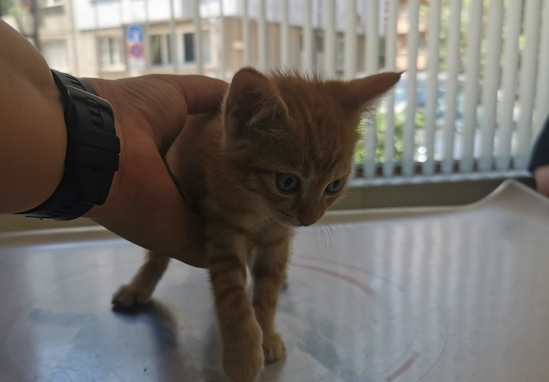 Нечовешко зверство! Учител по музика изхвърли малко коте от балкона си в София СНИМКИ 18+