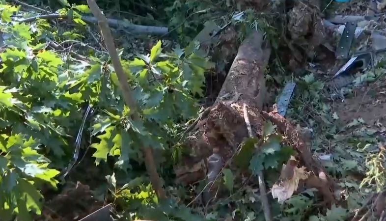Касапницата край София: Трите трупа били обезобразени, лекарите в потрес 
