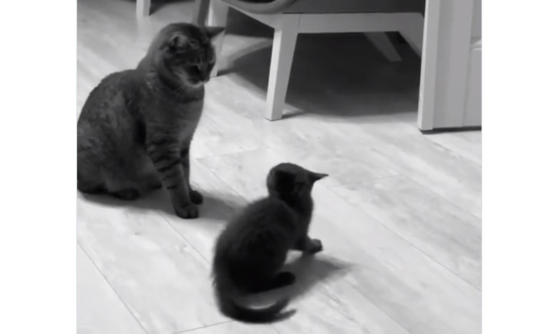 Коте нинджа показа удивителна тактика на безконтактната битка ВИДЕО