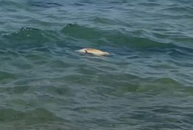Морето край Варна изхвърли труп ВИДЕО 