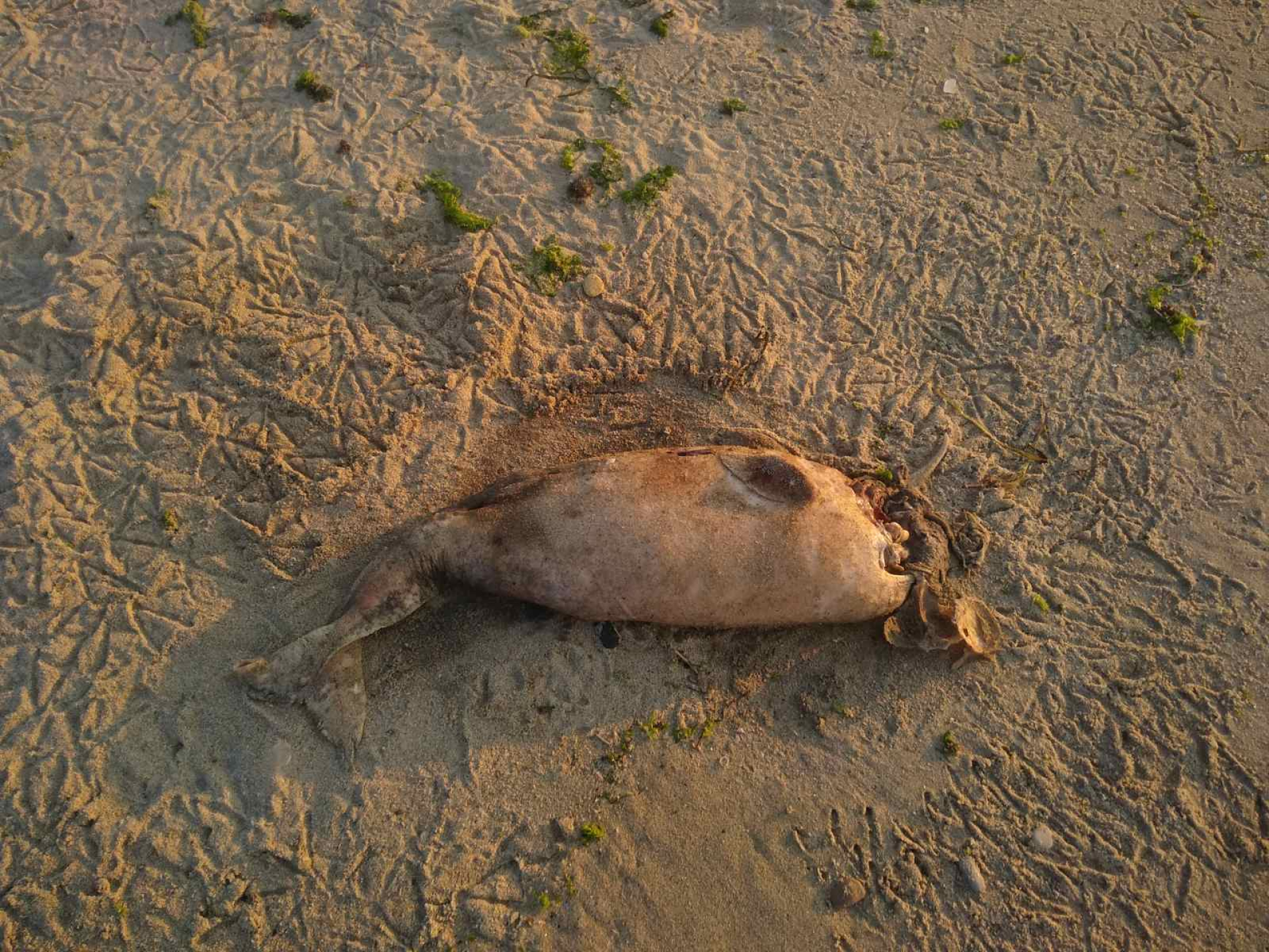 Голяма трагедия на плажа във Варна, морето изхвърли труп СНИМКИ