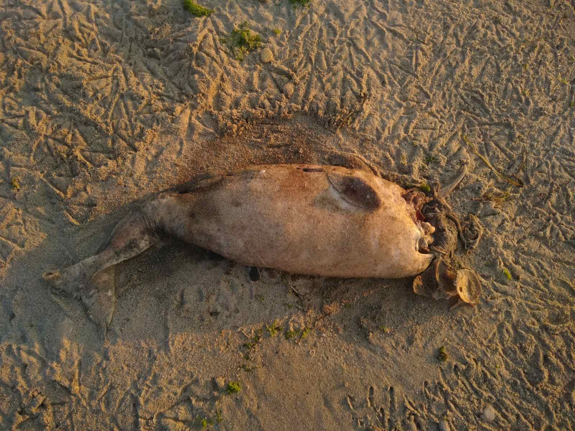Голяма трагедия на плажа във Варна, морето изхвърли труп СНИМКИ