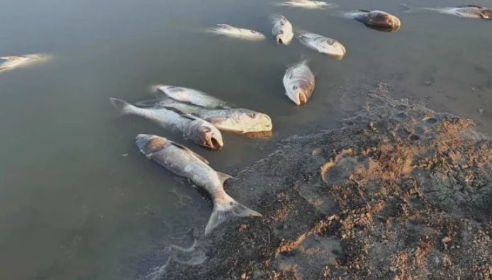 Свят да ти се завие: Покъртителна гледка в язовир в Плевенско СНИМКИ