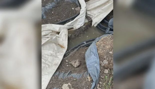 Пълен шок! Откриха крокодил в дупка в Софийско СНИМКИ