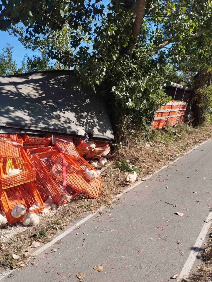 ТИР се обърна край Разград, а от ремаркето наскачаха... СНИМКИ