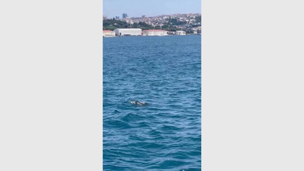 За първи път такова нещо се е запътило към Черно море СНИМКИ