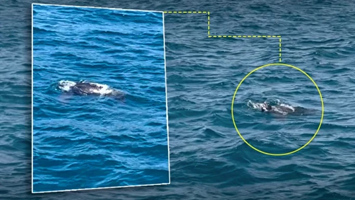 За първи път такова нещо се е запътило към Черно море СНИМКИ