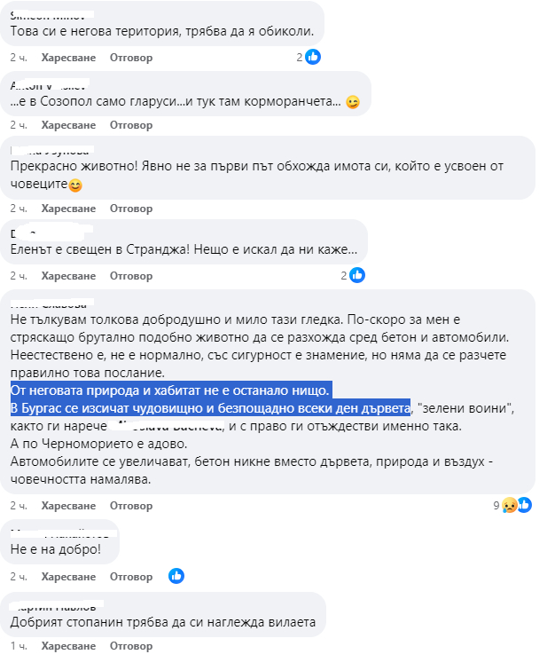 Цяло Царево говори за този нощен посетител, благословия ли е? ВИДЕО