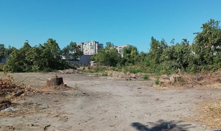 Мъка! Красиви дървета растат 50 години, мургав резач ги съсипва за 5 минути СНИМКИ