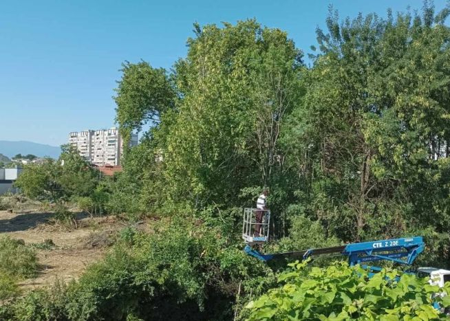 Мъка! Красиви дървета растат 50 години, мургав резач ги съсипва за 5 минути СНИМКИ