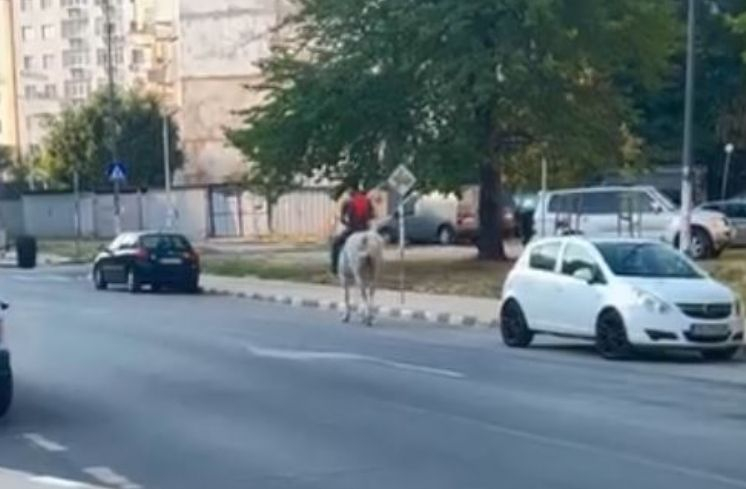 Принц на бял кон си търси принцесата между панелките в Асеновград СНИМКИ