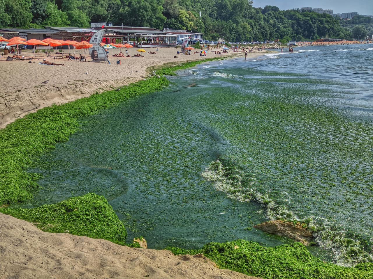 Опасна ли е "зелената супа" в Черно море, невиждана от 20 години?