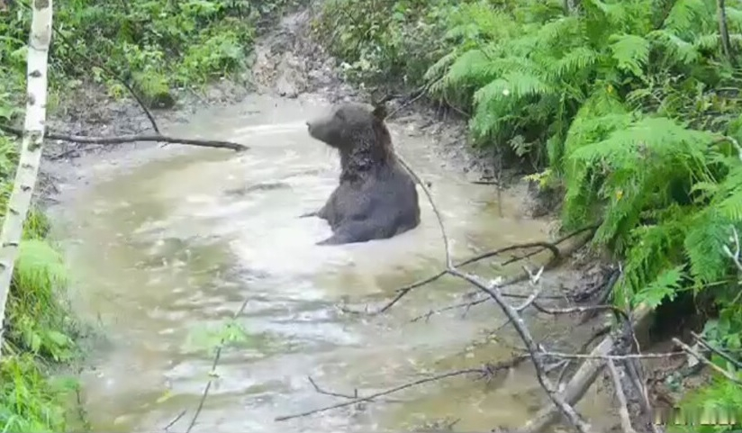 Вижте как мечок си взима вана и се наслаждава на живота ВИДЕО