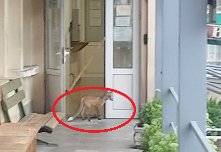 Пълен шок в КАТ във Велико Търново, никой не очакваше на гишето да наднича... СНИМКИ
