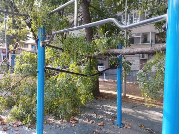 Писъци в Бургас: Клон се стовари върху дете Снимка