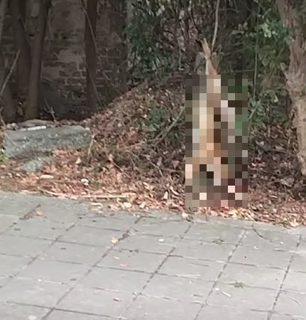 Мъж върза лисица с кабел, щял да я опитомява СНИМКИ 18+