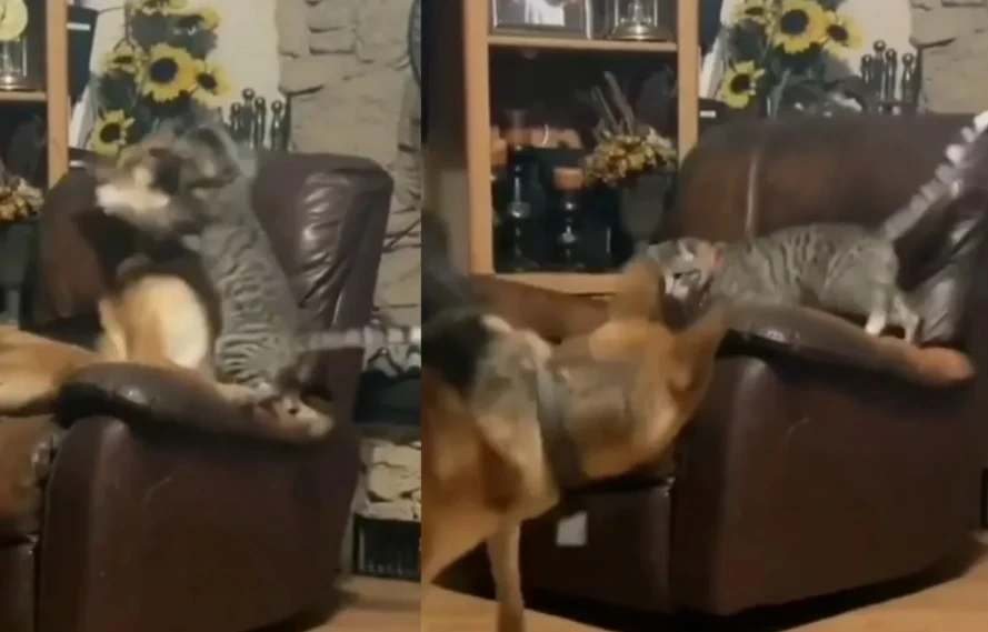 ВИДЕО запечата как котарак си отвоюва креслото от голямо куче