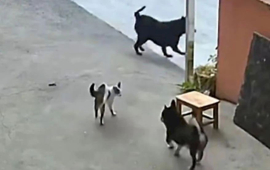 Котарак се намеси в схватка и изгони куче от двор ВИДЕО
