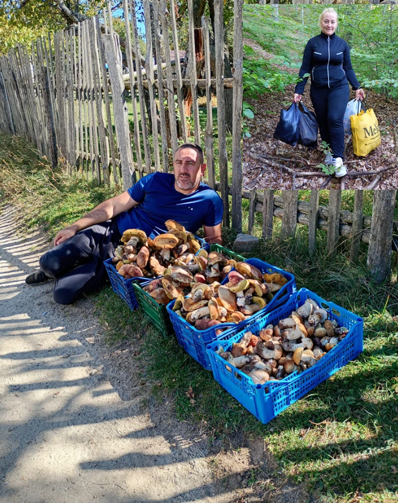 Голяма радост в Ардино! Гората е пълна със... СНИМКИ