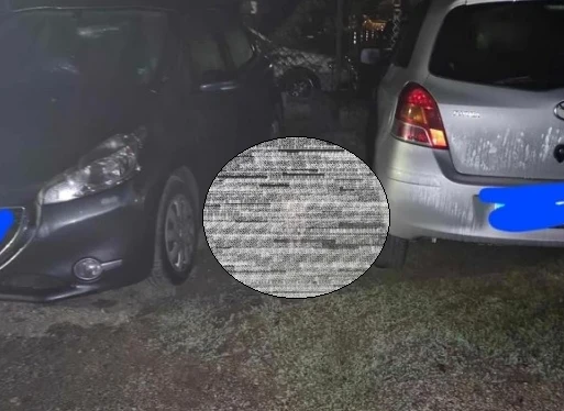Опашата напаст в София, вече и между колите СНИМКИ 