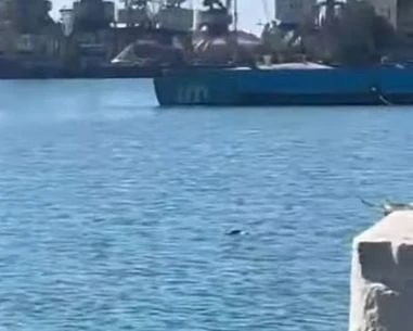 Зловеща гледка в Бургас! Морето почерня от трупове ВИДЕО 