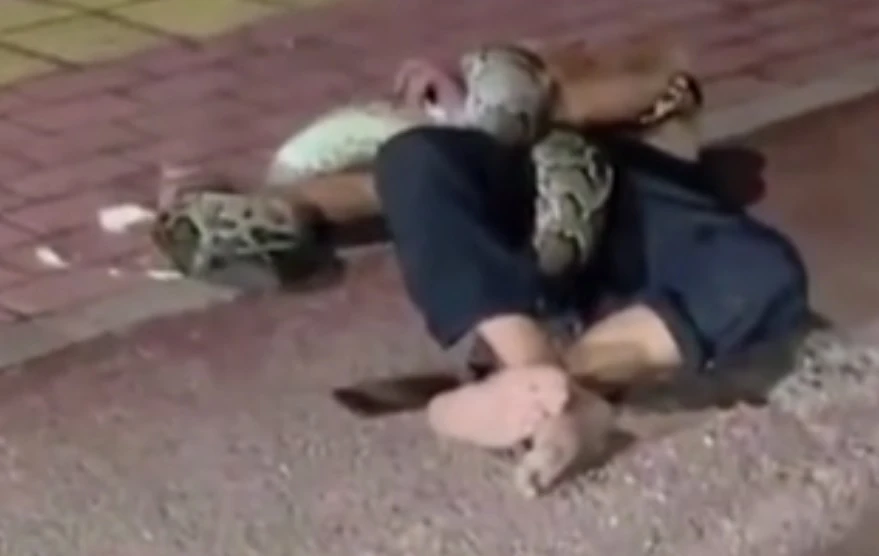 Мъж реши да влезе в битка с питон и претърпя поражение ВИДЕО
