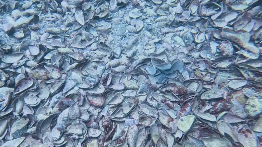 Нещо странно се случва на дъното на Черно море, но любим морски деликатес се върна! СНИМКИ
