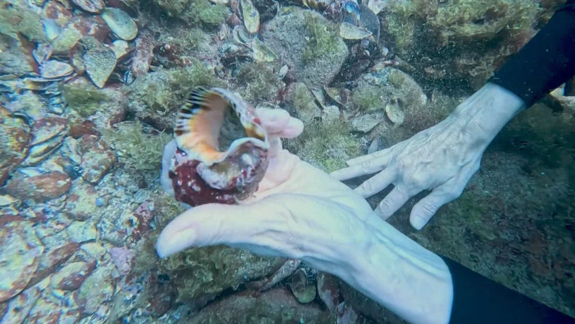 Нещо странно се случва на дъното на Черно море, но любим морски деликатес се върна! СНИМКИ
