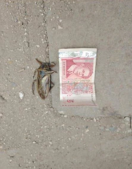 Хората в тези БГ градове са в ужас, нападнаха ги гигантски... СНИМКИ