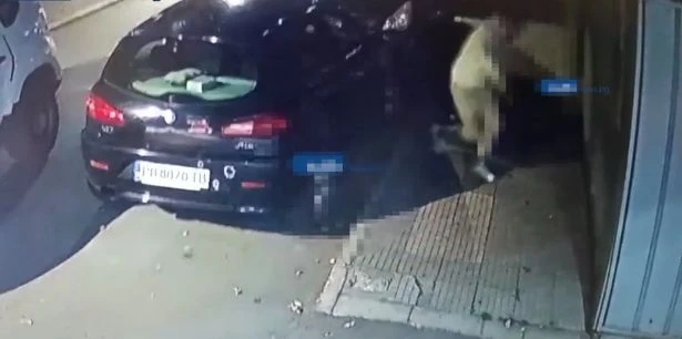 Не е за вярване кой е изродът, бил на убиване млада жена в Пловдив ВИДЕО 18+