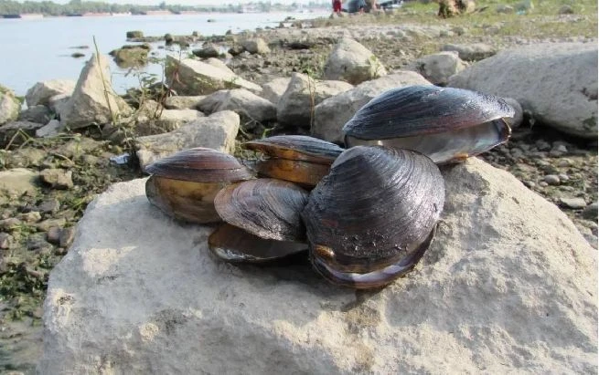 БГ учени: Огромна промяна в Черно море, вече има... СНИМКА