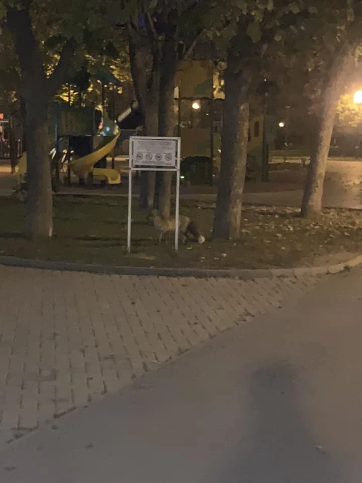 Пухкава лисичка предизвика фурор в столичен квартал, но местен предупреди за нещо страшно СНИМКИ 