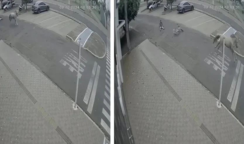Вижте как мъж се опита да открадне кон, но претърпя пълно фиаско ВИДЕО