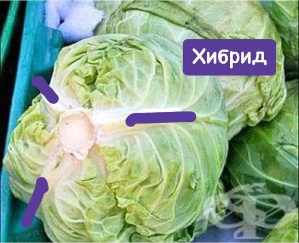 Изпитан метод: Как да познаем любимо българско зеле "Кьосе"