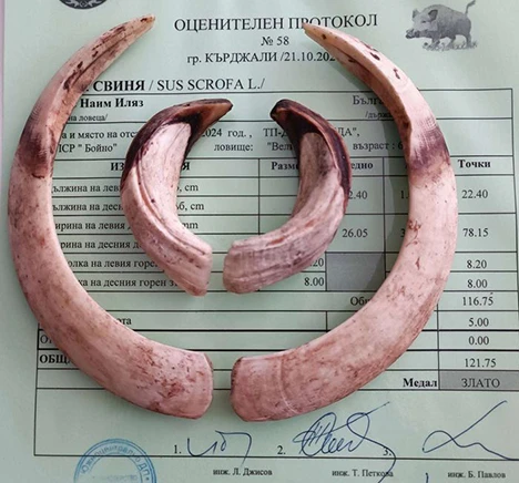 Опитен авджия повали звяр със златен трофей в Родопите СНИМКИ 