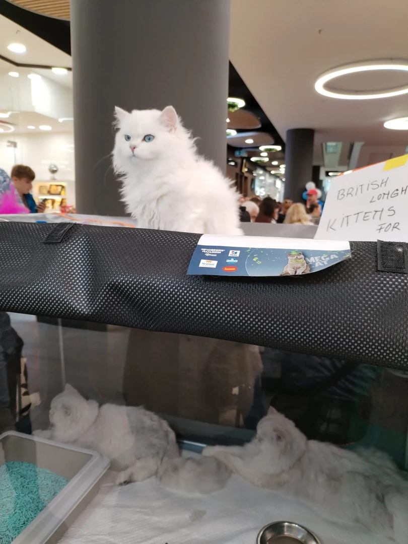 "Куче в котешка дреха". Най-голямата домашна котка в света е в София СНИМКИ