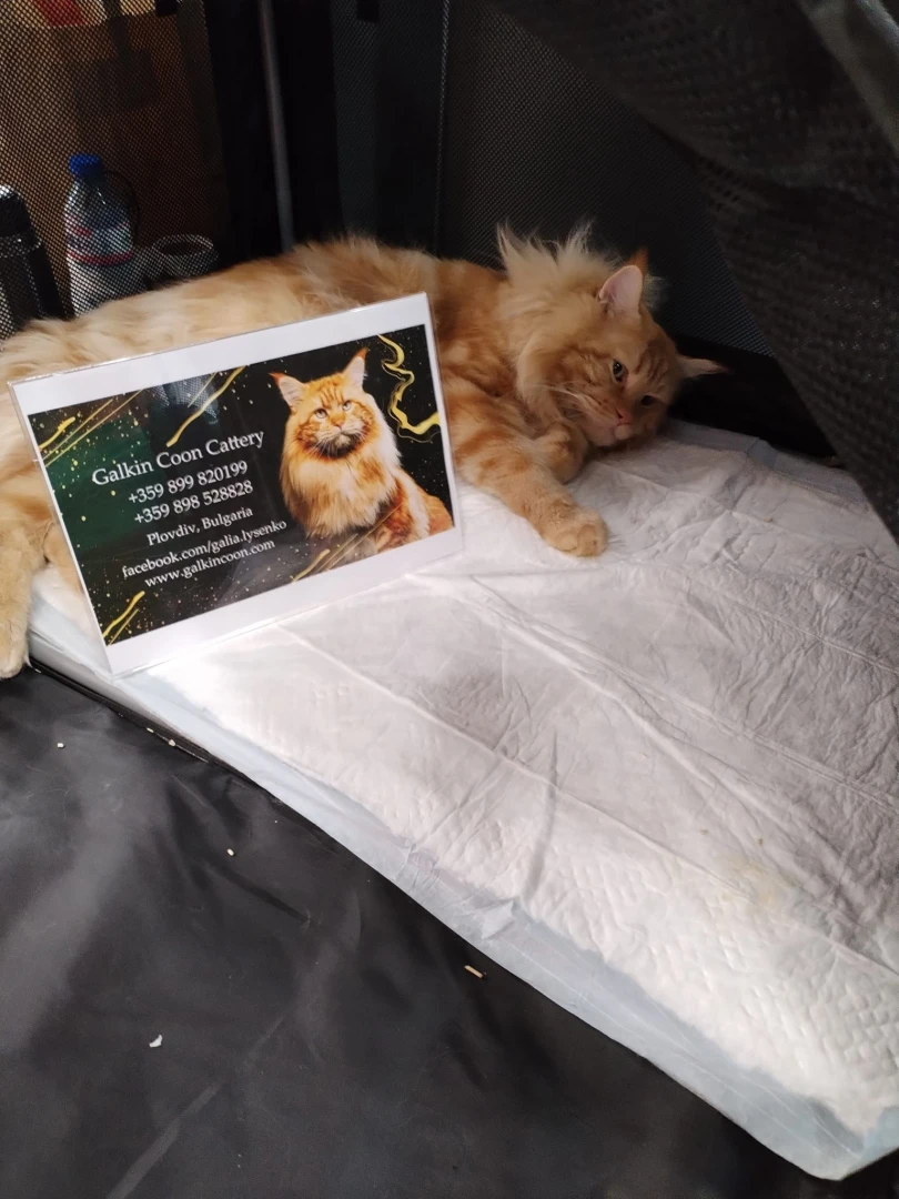 "Куче в котешка дреха". Най-голямата домашна котка в света е в София СНИМКИ