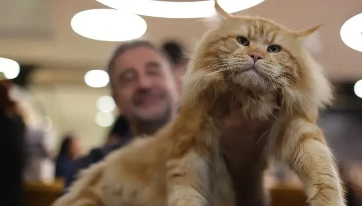 "Куче в котешка дреха". Най-голямата домашна котка в света е в София СНИМКИ
