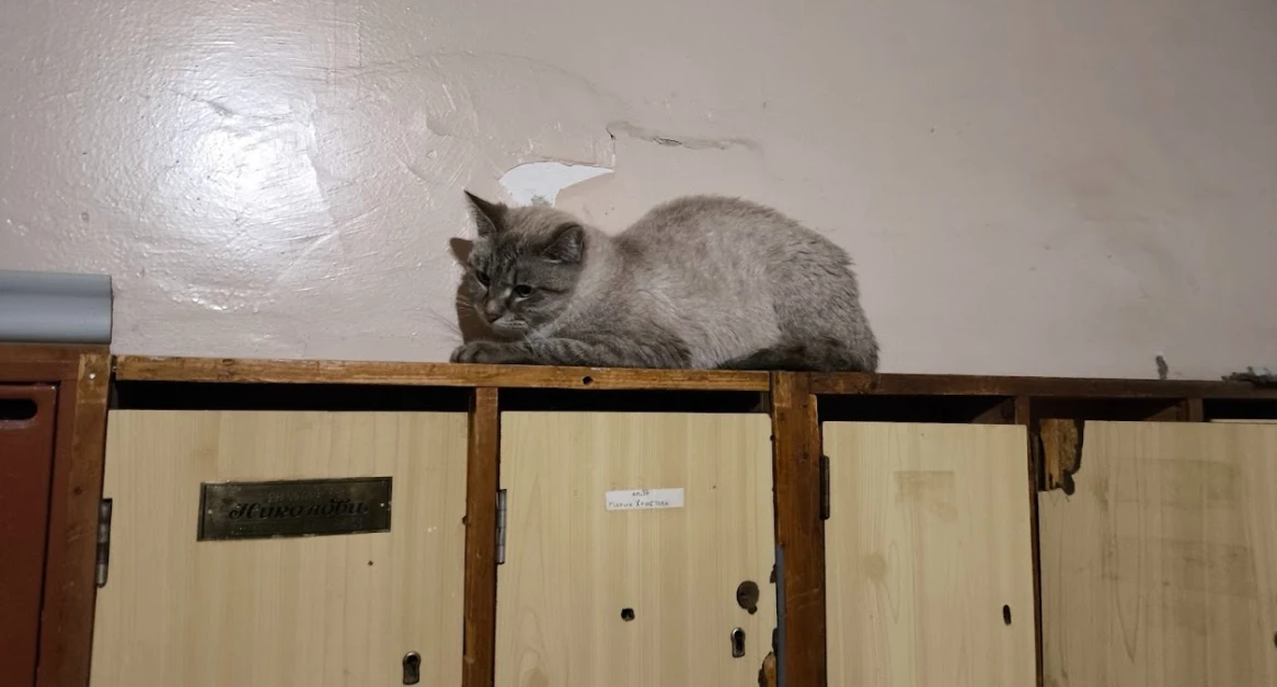 Хорър в столичен блок: Котки ядат от трупа на починалия си стопанин СНИМКИ