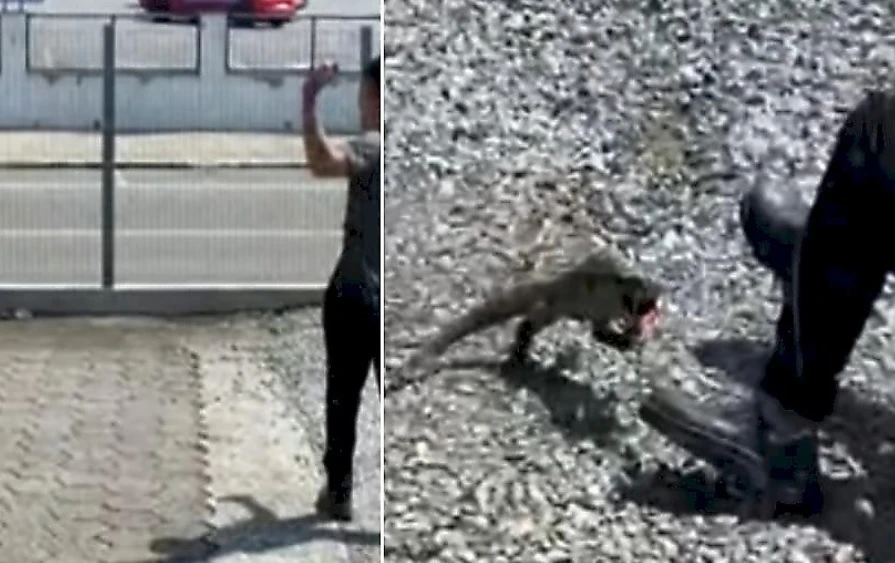 Вижте как игуана засрами мъж, който хвърляше камъни по нея ВИДЕО