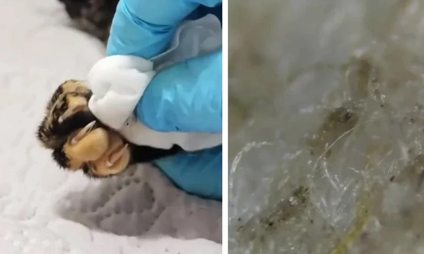 Микробиолог показа какво има по лапите на домашните любимци ВИДЕО