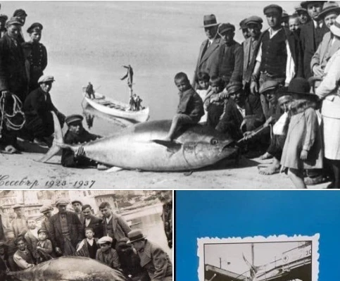 Преди 100 години 400-килограмов морски гигант шокира българите на този плаж СНИМКА