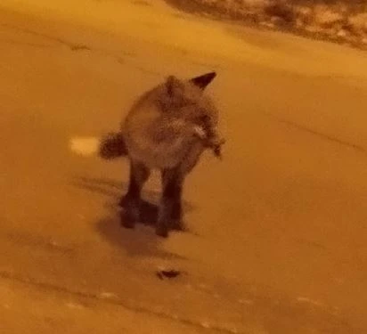 Хищник се разхожда с плячка в устата в "Дружба", такова чудо в София не се вижда СНИМКИ